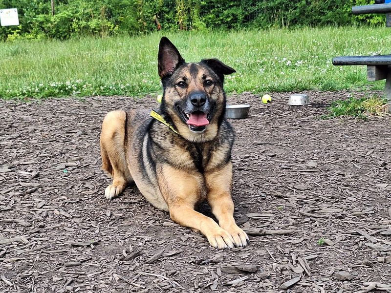 undefined | Belgian Shepherd Dog (Malinois) Cross | undefined - 3