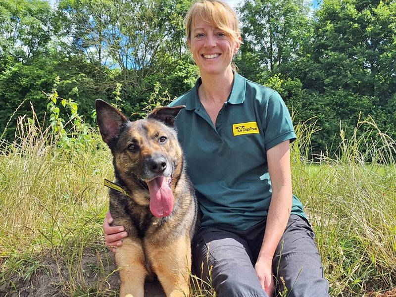 undefined | Belgian Shepherd Dog (Malinois) Cross | undefined - 2