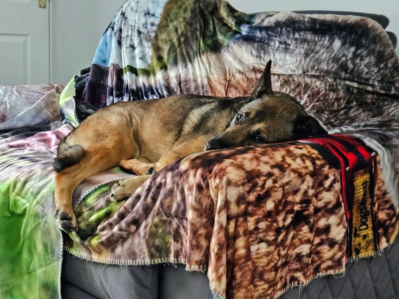 Nala | Crossbreed | Merseyside (Liverpool) - 5