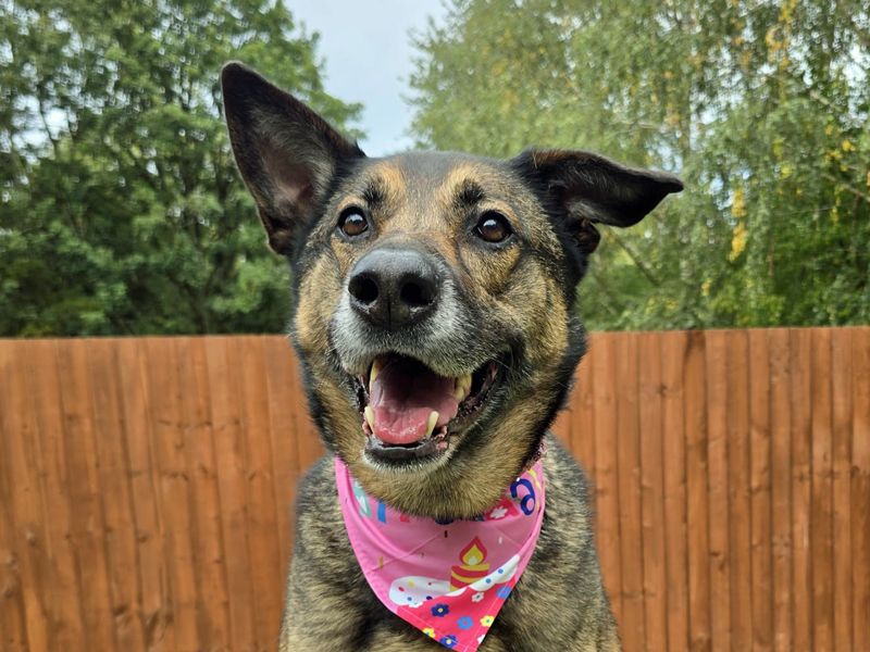 Nala | Crossbreed | Merseyside (Liverpool) - 4