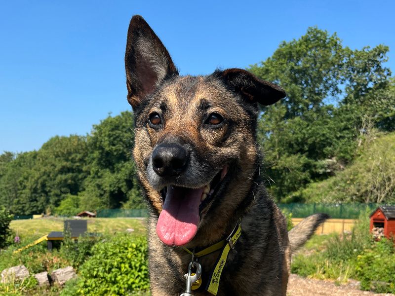 Nala | Crossbreed | Merseyside (Liverpool) - 3