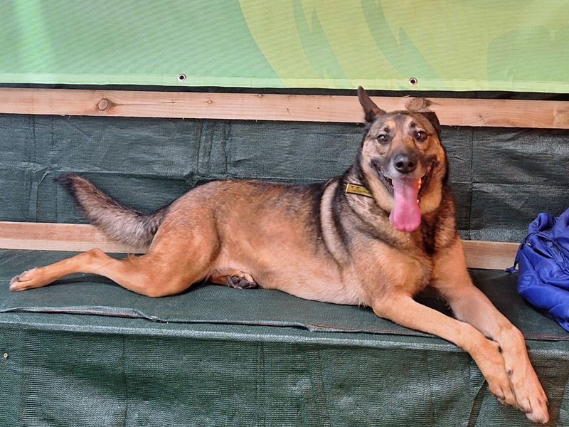 Nala | Crossbreed | Merseyside (Liverpool) - 6