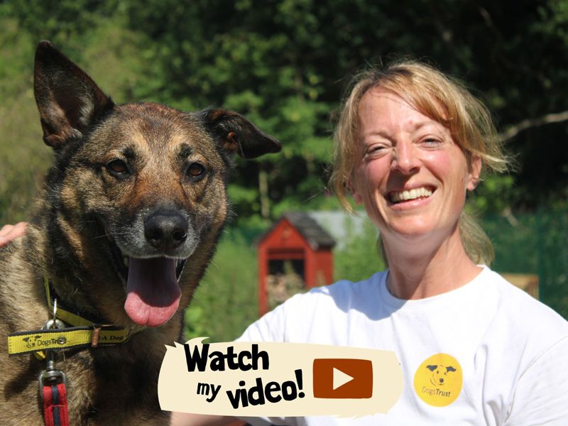 Nala | Crossbreed | Merseyside (Liverpool) - 1