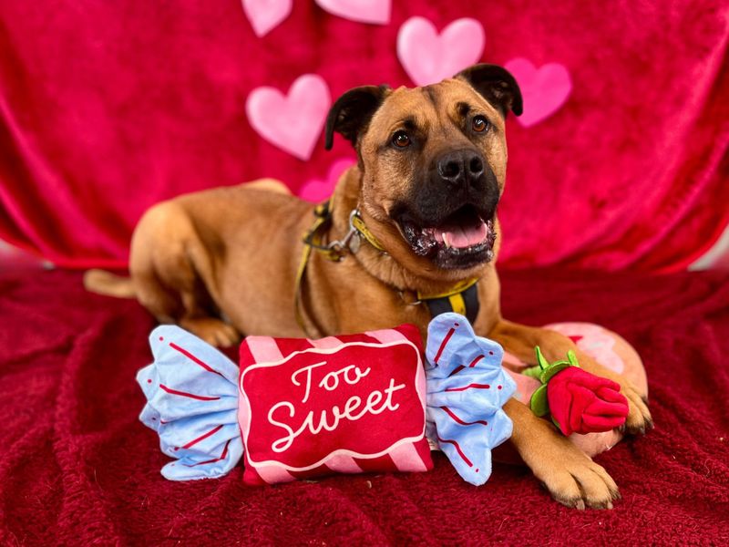 Snoops, a 8 years old male Unknown available for adoption from Dogs Trust in Snetterton, Norfolk