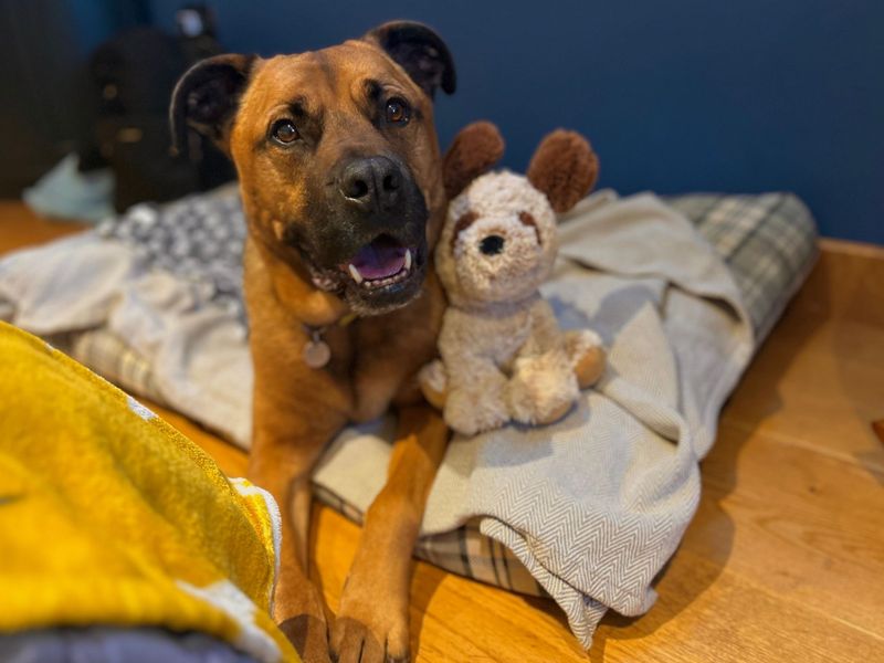 Snoops | Crossbreed | Snetterton (Norfolk) - 1