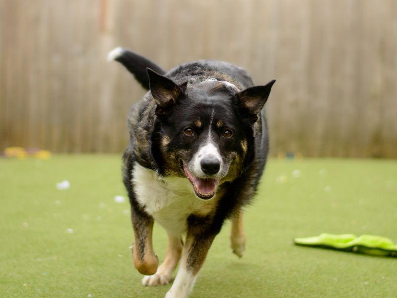 Rex for sale in Kenilworth, Warks