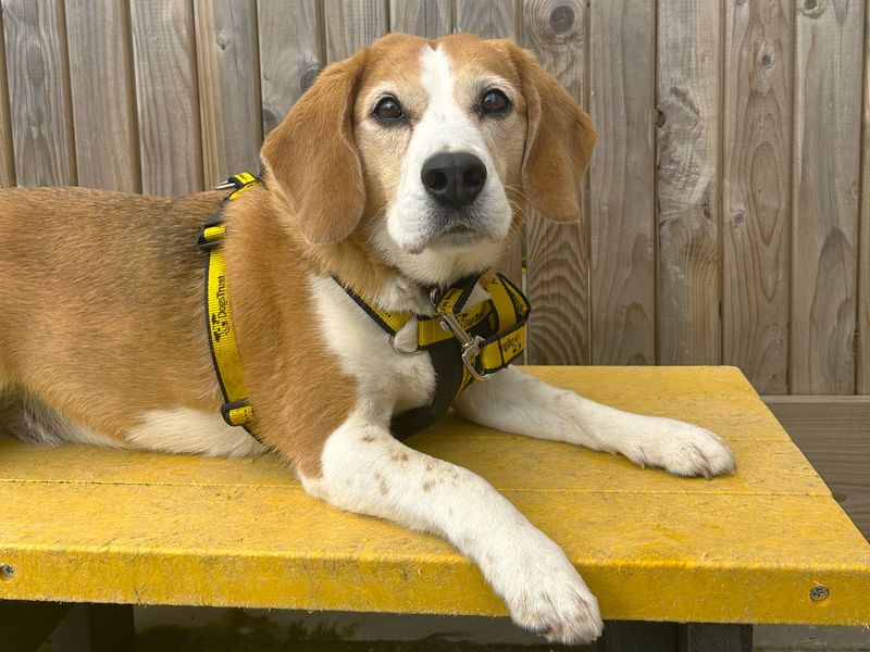 Beagle for adoption in Ballymena, Co Antrim – 7 years old - Image 2 of 4