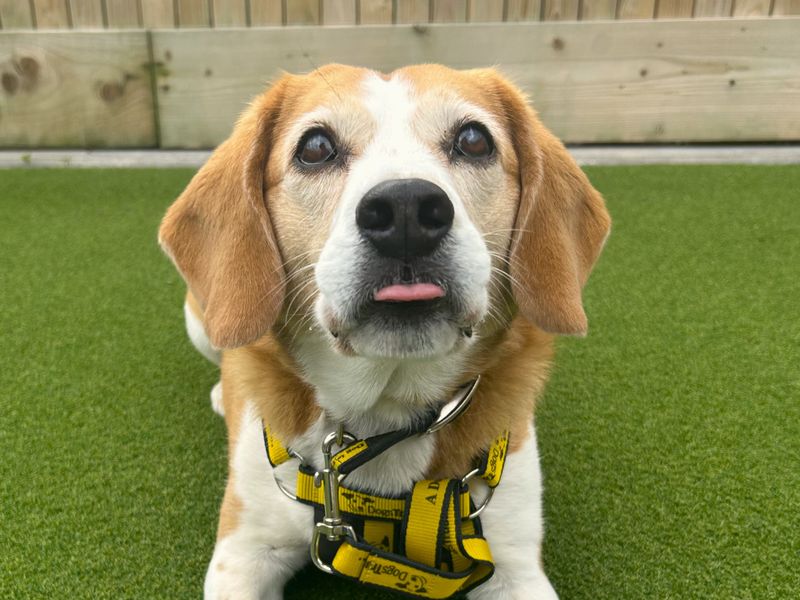 Beagle Dogs And Puppies For Adoption