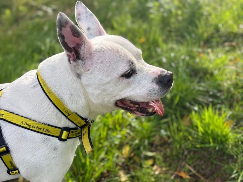 Staffordshire Bull Terrier for adoption in Telford, Shropshire – 11 years old