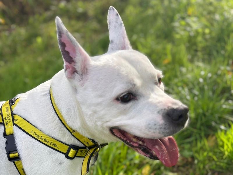 Staffordshire Bull Terrier for adoption in Telford, Shropshire – 11 years old - Image 4 of 4