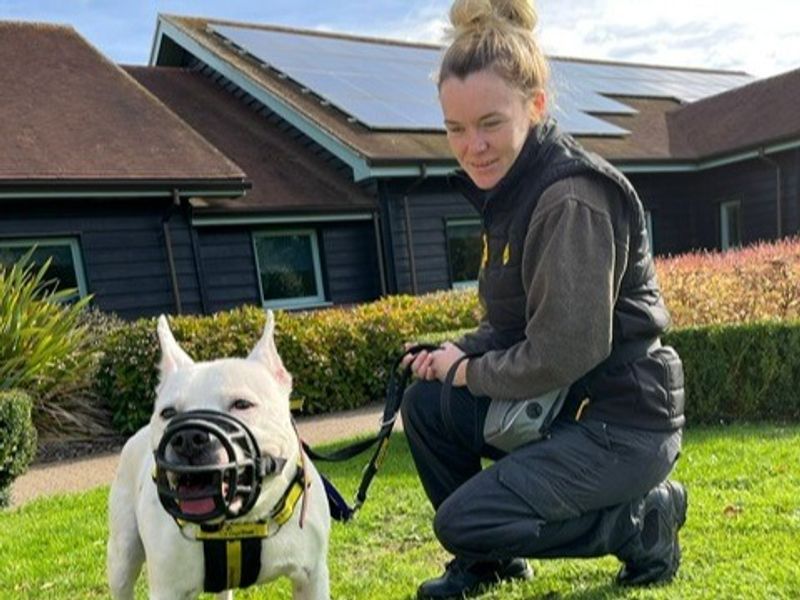 Staffordshire Bull Terrier for adoption in Telford, Shropshire – 11 years old - Image 2 of 4