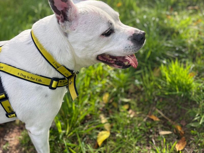 Staffordshire Bull Terrier for adoption in Telford, Shropshire – 11 years old - Image 3 of 4