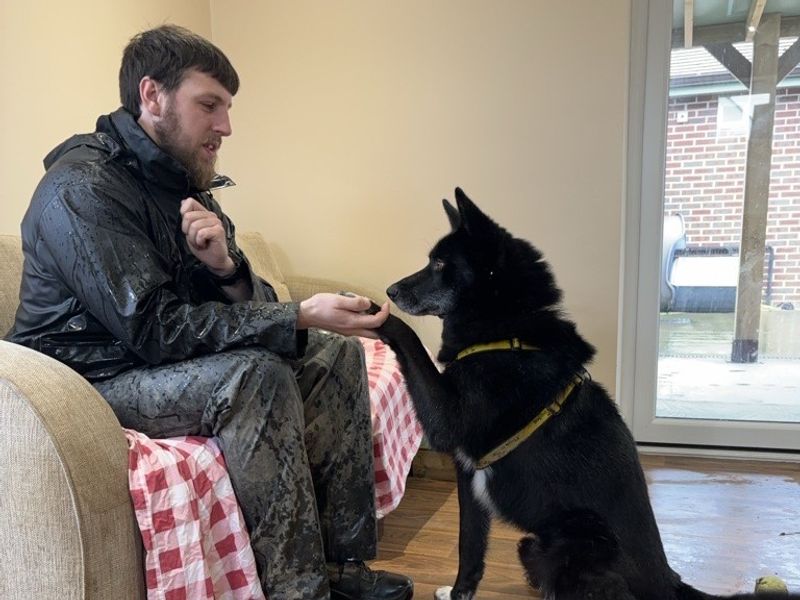 Siberian Husky for adoption in Telford, Shropshire – 7 years old - Image 4 of 4