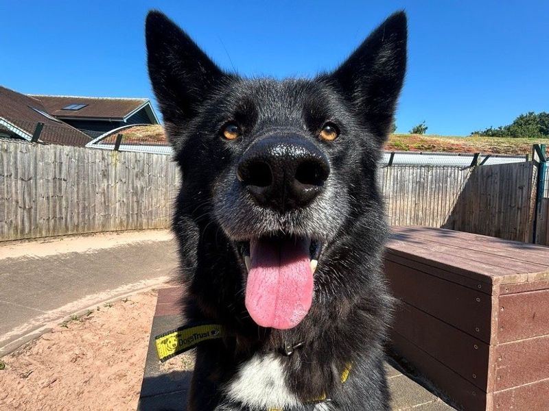 Siberian Husky for adoption in Telford, Shropshire – 7 years old - Image 2 of 4