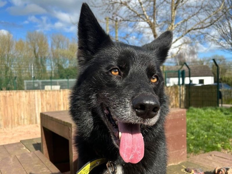 Zeus for sale in Telford, Shropshire | Image 3