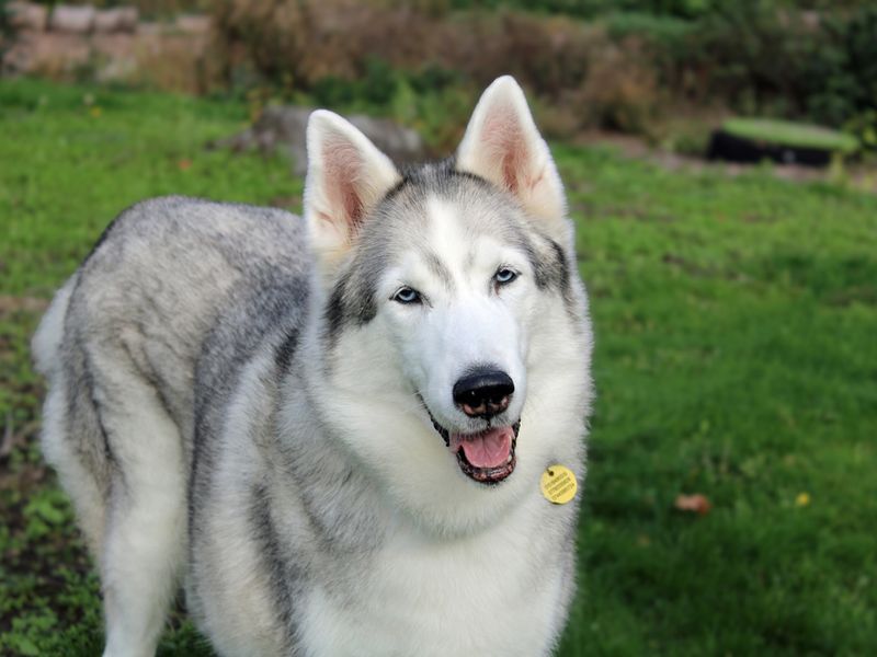 undefined | Siberian Husky | undefined - 3