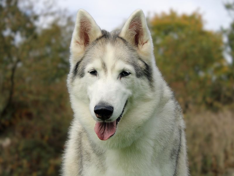 Siberian Husky for adoption in Liverpool, Merseyside – 11 years old
