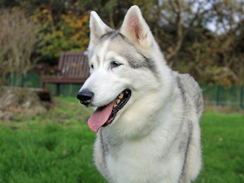 undefined | Siberian Husky | undefined - 4