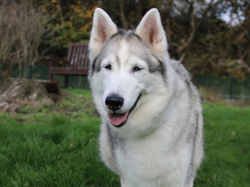 undefined | Siberian Husky | undefined - 2