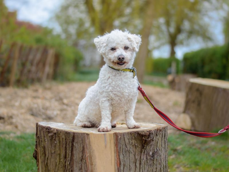 Bichon Frise For Adoption Bichon Rescues Near Me Bichon Top Frize