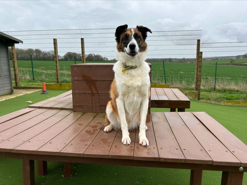 Border Collie for adoption in Newton Tony, Wiltshire – 8 years old - Image 2 of 5
