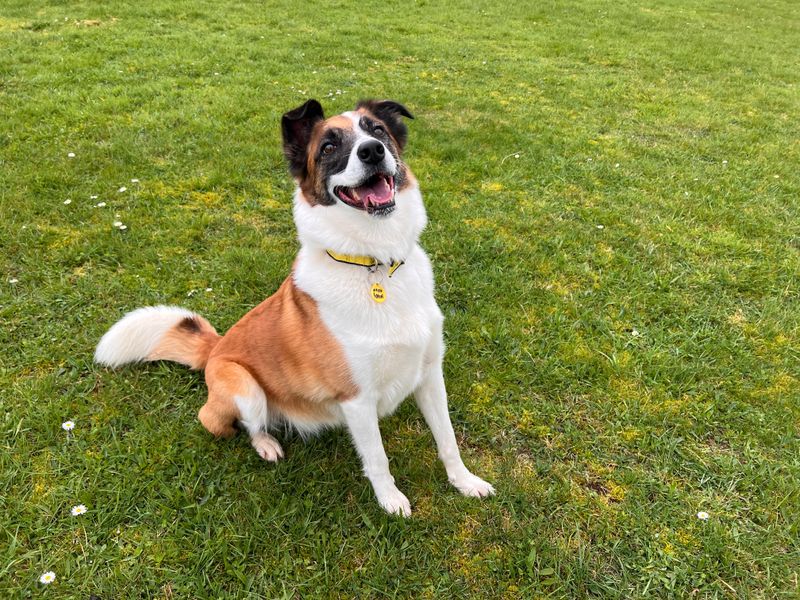Border Collie for adoption in Newton Tony, Wiltshire – 8 years old - Image 5 of 5