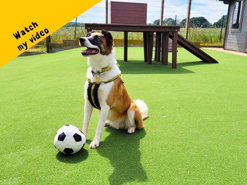 Border Collie for adoption in Newton Tony, Wiltshire – 8 years old - Image 4 of 5