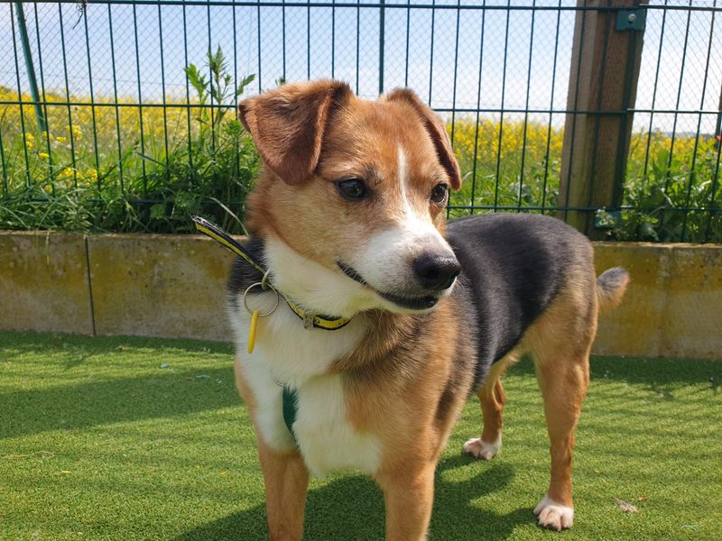 Buddy | Crossbreed | Salisbury (Wiltshire) - 1