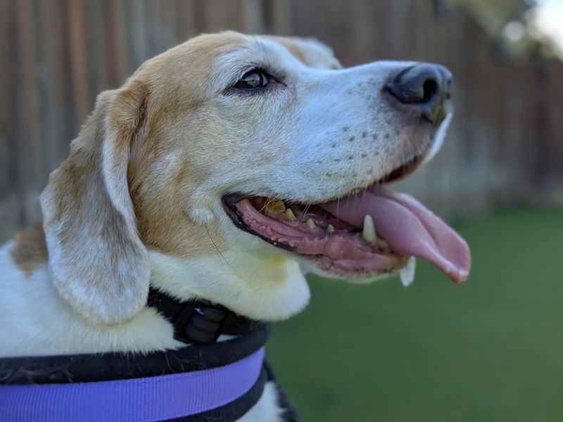 Poppy Beagle | Beagle | Canterbury - 2
