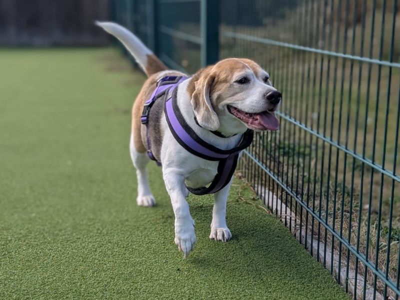 Beagle Dogs And Puppies For Adoption