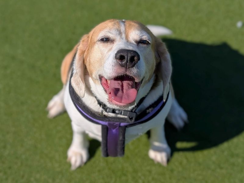 Poppy Beagle | Beagle | Canterbury - 3