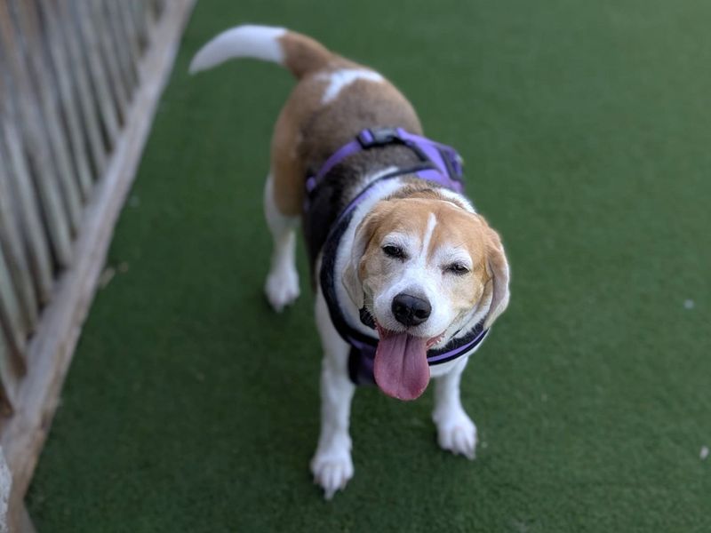 Poppy Beagle | Beagle | Canterbury - 4