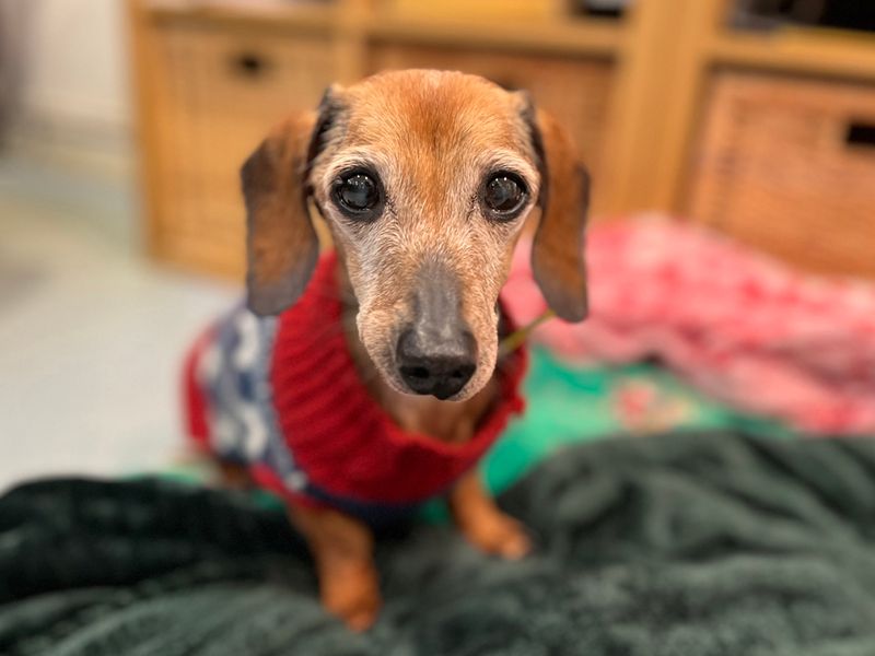 Dachshund for adoption in Liverpool, Merseyside – 14 years old - Image 4 of 5