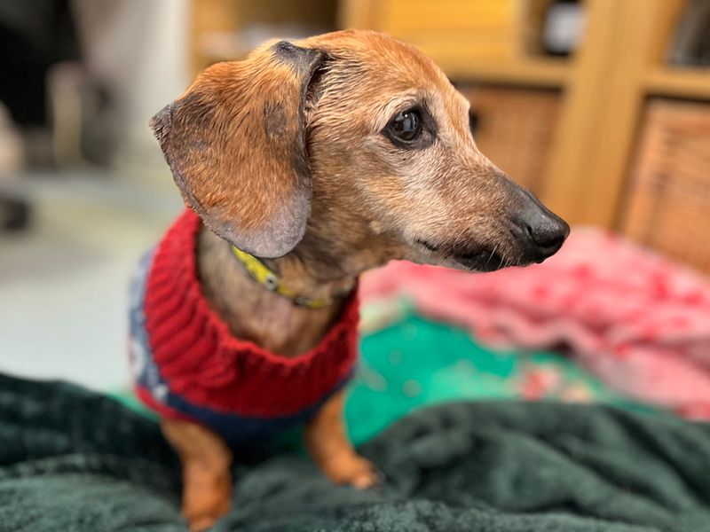 Buddy for sale in Liverpool, Merseyside | Image 3