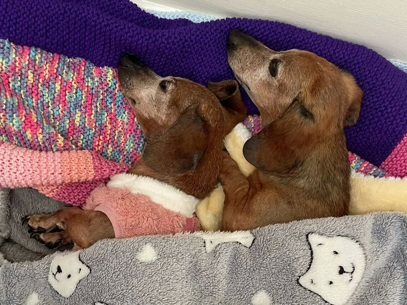 Dachshund for adoption in Liverpool, Merseyside – 14 years old - Image 5 of 5
