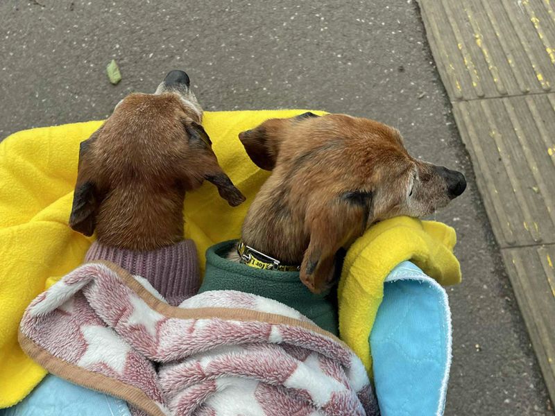 Buddy for sale in Liverpool, Merseyside