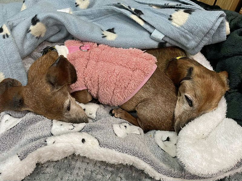 Dachshund for adoption in Liverpool, Merseyside – 14 years old - Image 2 of 5