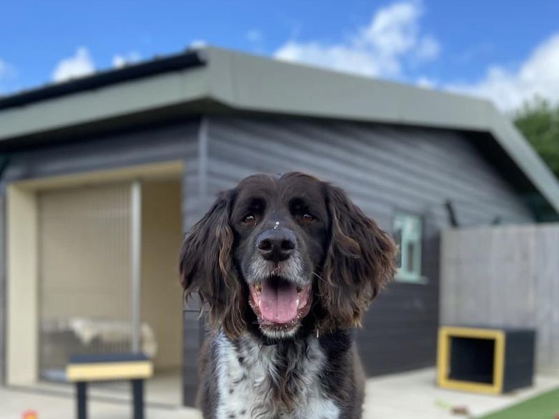 Springer Spaniel puppies for sale in Newton Tony – 12 years old