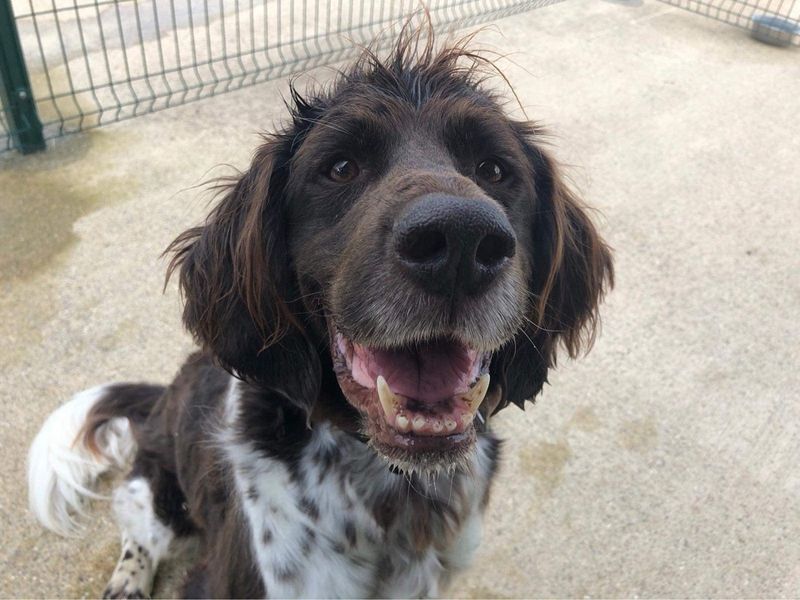 Chester for sale in Newton Tony - Image 3