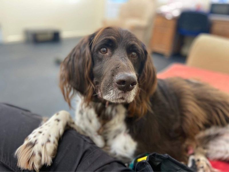 Chester for sale in Newton Tony - Image 2