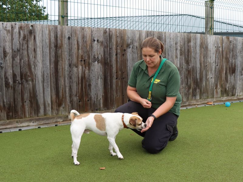 Jack Russell puppies for sale in Evesham – 7 years old