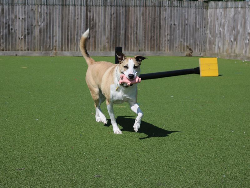 Layla | Collie (Border) Cross | Glasgow - 1