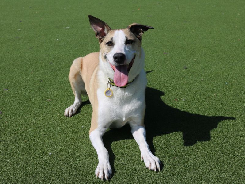 Border Collie for adoption in Glasgow, Scotland – 6 years old - Image 5 of 10