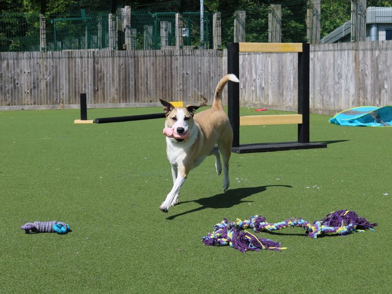 Border Collie for adoption in Glasgow, Scotland – 6 years old - Image 4 of 10