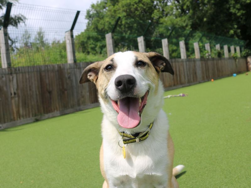 Border Collie for adoption in Glasgow, Scotland – 6 years old - Image 7 of 10