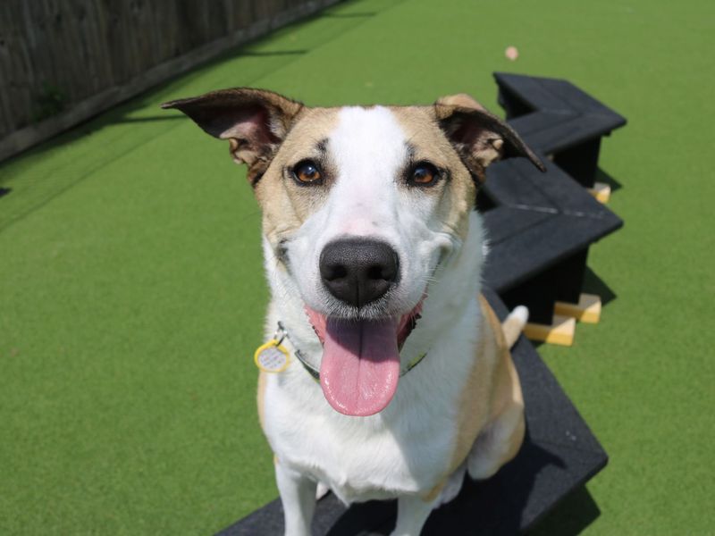 Border Collie for adoption in Glasgow, Scotland – 6 years old - Image 2 of 10