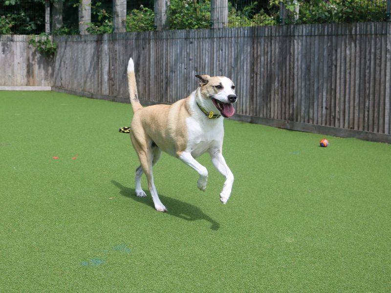 Border Collie for adoption in Glasgow, Scotland – 6 years old - Image 8 of 10