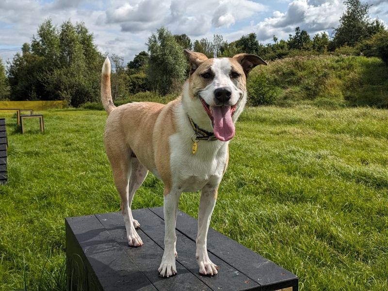 Border Collie for adoption in Glasgow, Scotland – 6 years old - Image 3 of 10