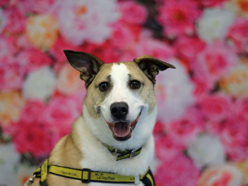 Border Collie for adoption in Glasgow, Scotland – 6 years old - Image 6 of 10