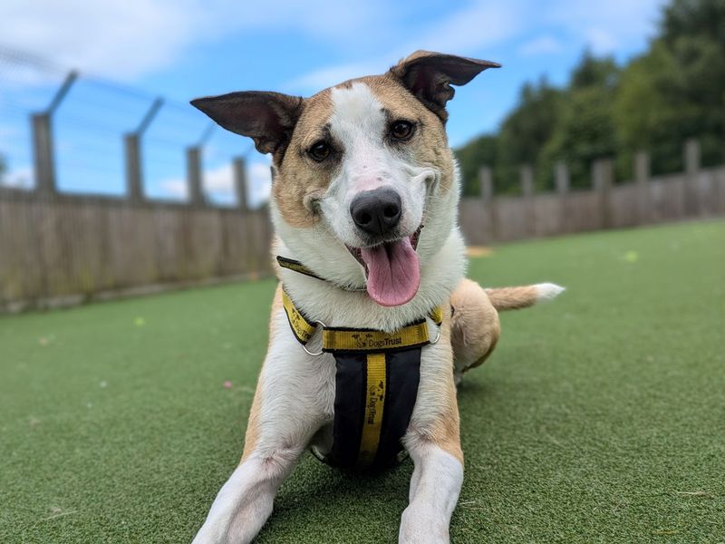 Border Collie for adoption in Glasgow, Scotland – 6 years old - Image 9 of 10
